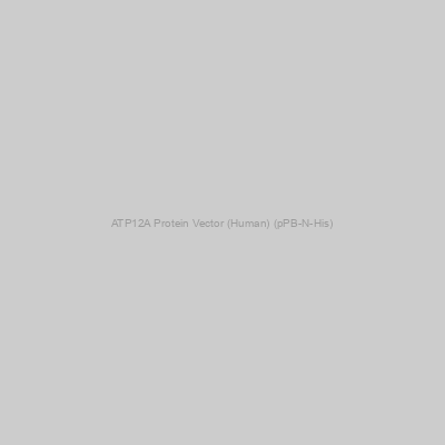 ATP12A Protein Vector (Human) (pPB-N-His)